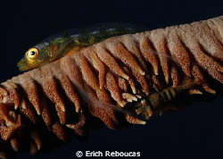 Whip Goby and shrimp.
The shrimp was so small I could on... by Erich Reboucas 